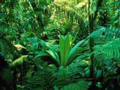 A Photo of the Rainforest