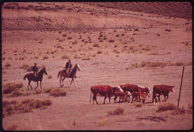 Texas Cowboys: Life on the Cattle Trail - Gillette Bill, Environmental Protection Agency (Wikimedia Commons/NARA) - Unrestricted (http://commons.wikimedia.org/w/index.php?title=File:CATTLE_ROUNDUP_-_NARA_-_543634.tif&page=1)